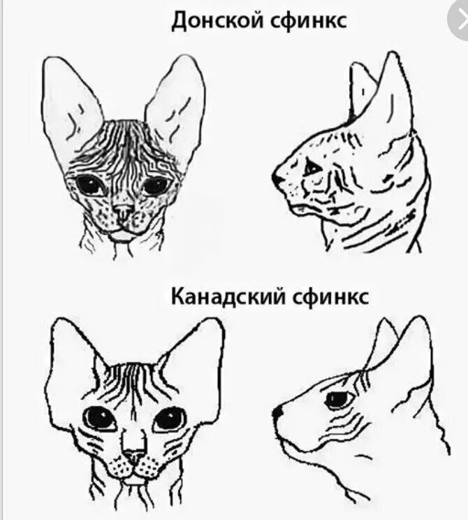 Чем отличается канадский сфинкс от донского сфинкса