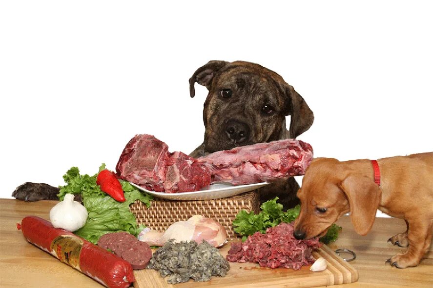 Питание собак. Корм для собак. Кормление собак. Сухой корм и мясо можно