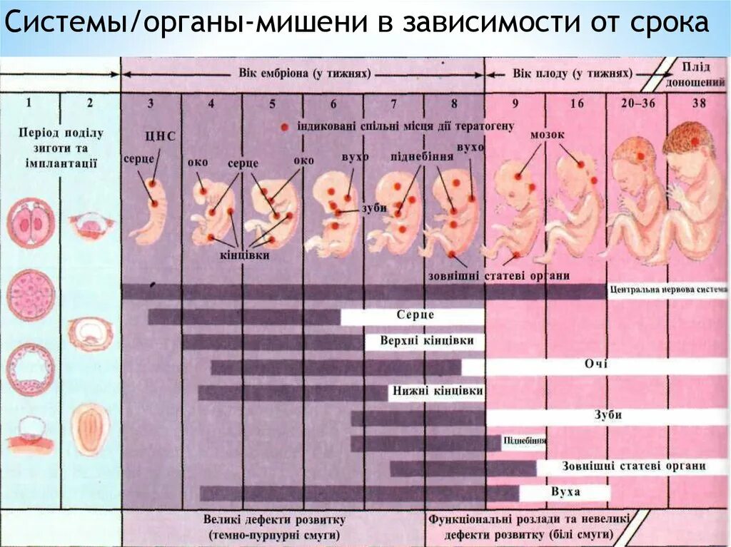 Периоды развития плода. Критические периоды развития органов зародыша. Формирование органов у плода по неделям. Критические периоды развития эмбриона и плода таблица.