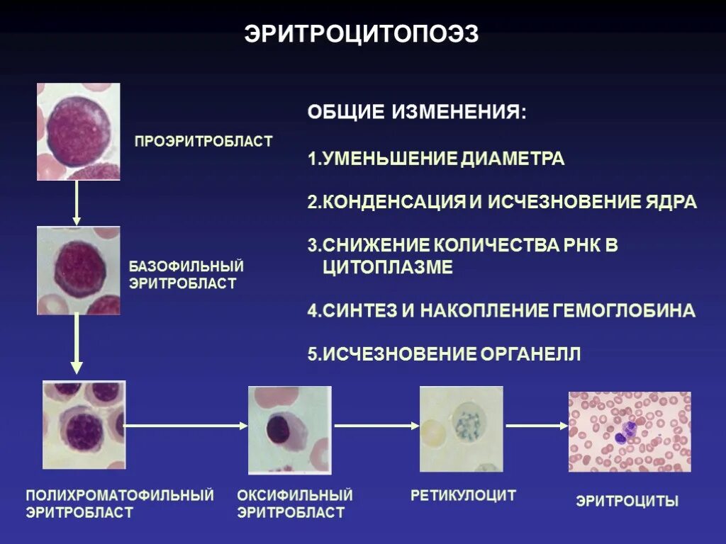 Эмбриональный гемопоэз. Эритропоэз клетки. Постэмбриональный гемопоэз гистология. Базофильный проэритробласт. Эритроцитопоэз гистология.