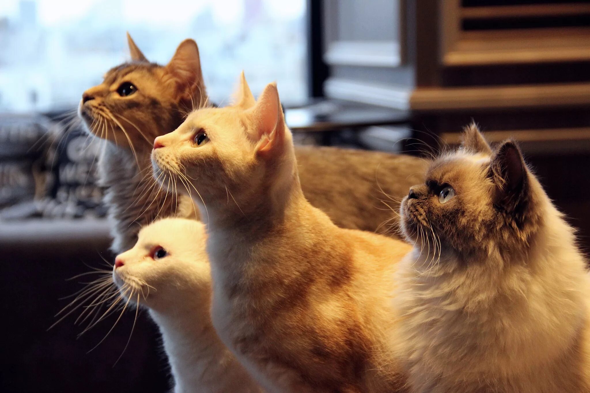 Кошка. Котики. Три кошки. Смешные котята.