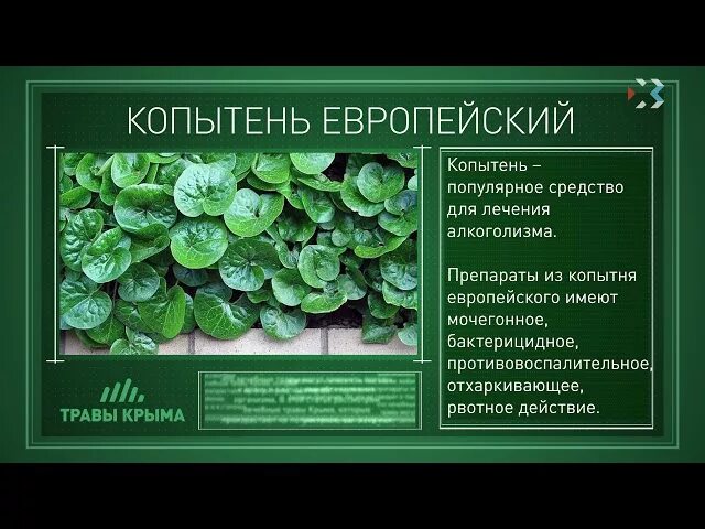 Листья копытня европейского. Листья копытня европейского. Копытень европейский корневище. Копытень европейский от алкоголизма. Листья копытня европейского.