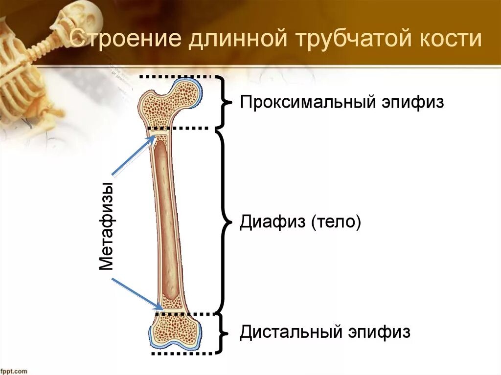 Части трубчатой кости. Трубчатая кость строение метафиз. Строение длинной трубчатой кости анатомия. Строение кости диафиз эпифиз эпифиз. Бедренная кость эпифиз диафиз.