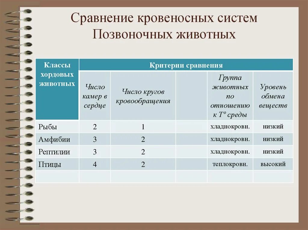 Кровеносные системы позвоночных животных таблица. Сравнительная характеристика кровеносной системы позвоночных. Сравнение систем животных. Сравнительная характеристика кровеносной системы хордовых. Сравнение кровеносных систем животных.