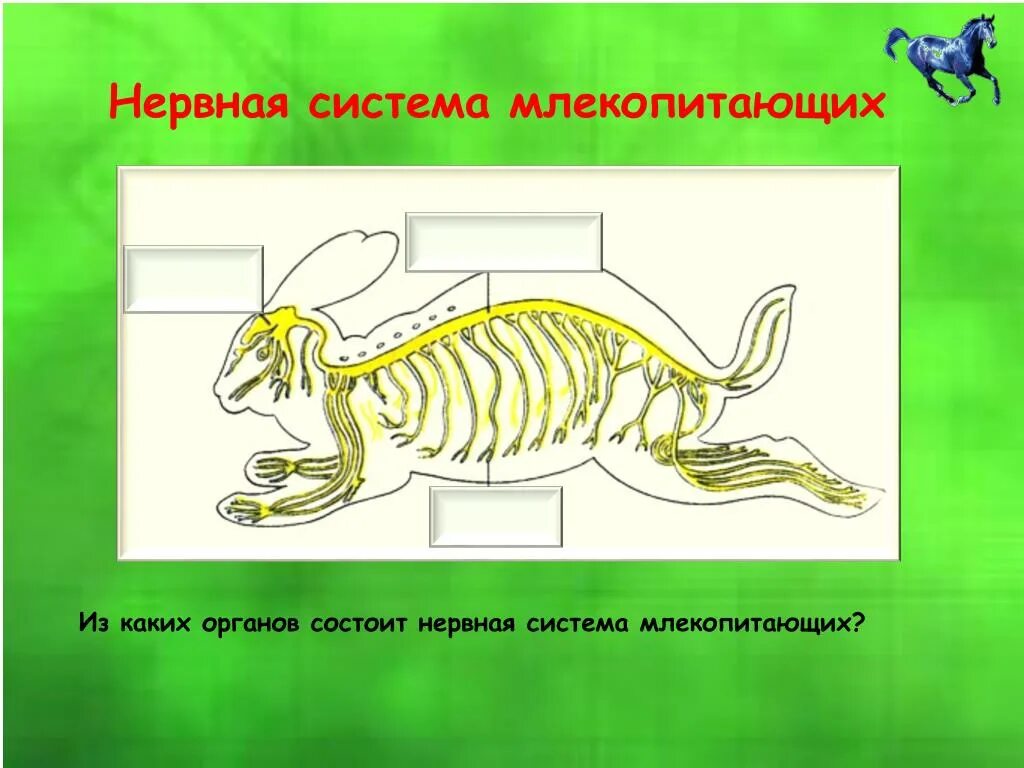 Особенности опорно двигательной системы млекопитающих. Схема строения нервной системы млекопитающих. Нервная система млекопитающих 7 класс. Строение нервной системы млекопитающих 7 класс. Нервная система млекопитающих 7 класс кролик.