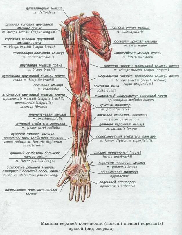 Анатомия верхней конечности