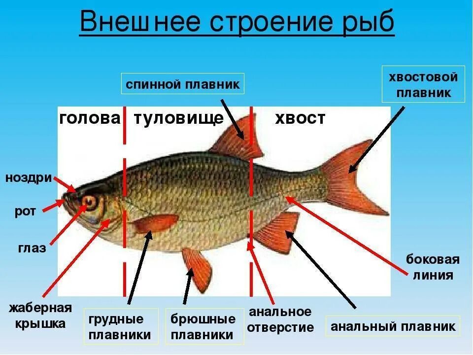 Особый орган чувств боковая линия. Строение рыбы жаберные крышки. Внешнее строение рыбы 7 класс биология. Внешнее строение рыб характеристика. Охарактеризовать внешнее строение рыб.