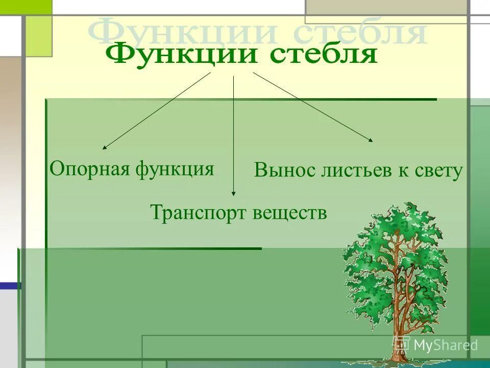 Опорная функция у растений. Функция стебля вынос листьев к свету. Органы растений участвующие в транспорте. Взаимосвязь органов растения.