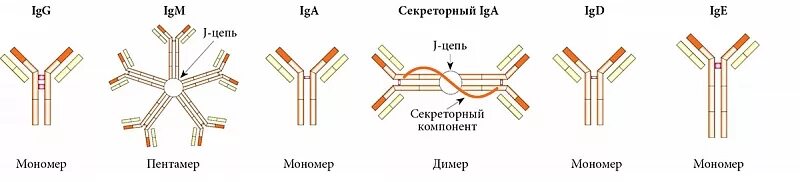 Схема строения мономера иммуноглобулина. Строение иммуноглобулинов иммунология. Строение мономера иммуноглобулина. Схема строения секреторного иммуноглобулина а. Иммуноглобулин слизистых оболочек