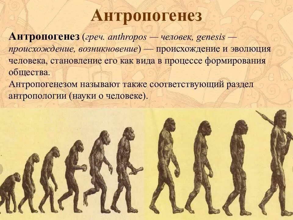Процесс становления человека и общества называется. Антропогенез. эволюция человека. антропогенез человека. теория эволюции человека.