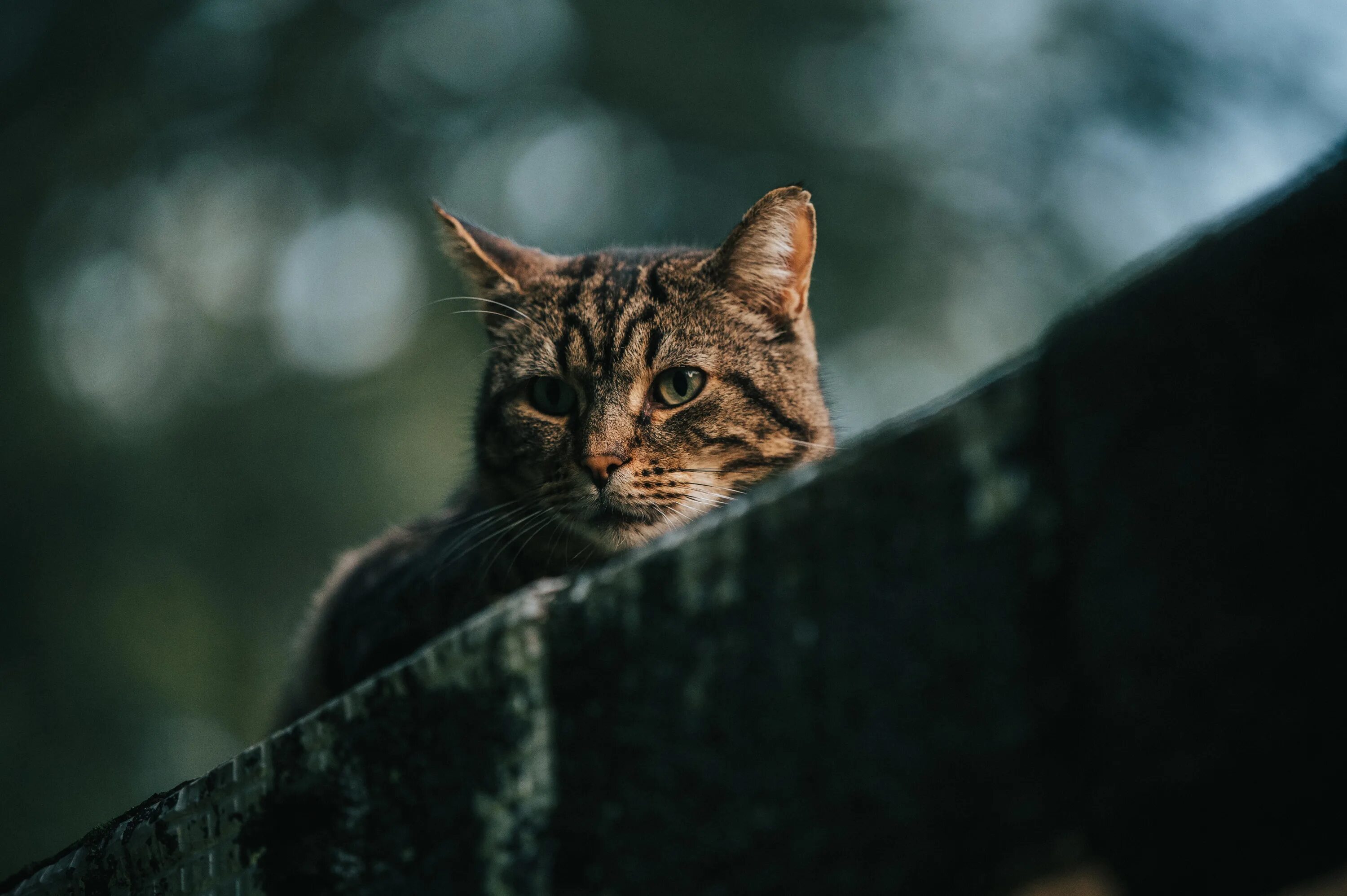 Жить без кошки грустно как то несерьезно. Грустная кошка. обои кошки. кот серый. грустный серый кот.