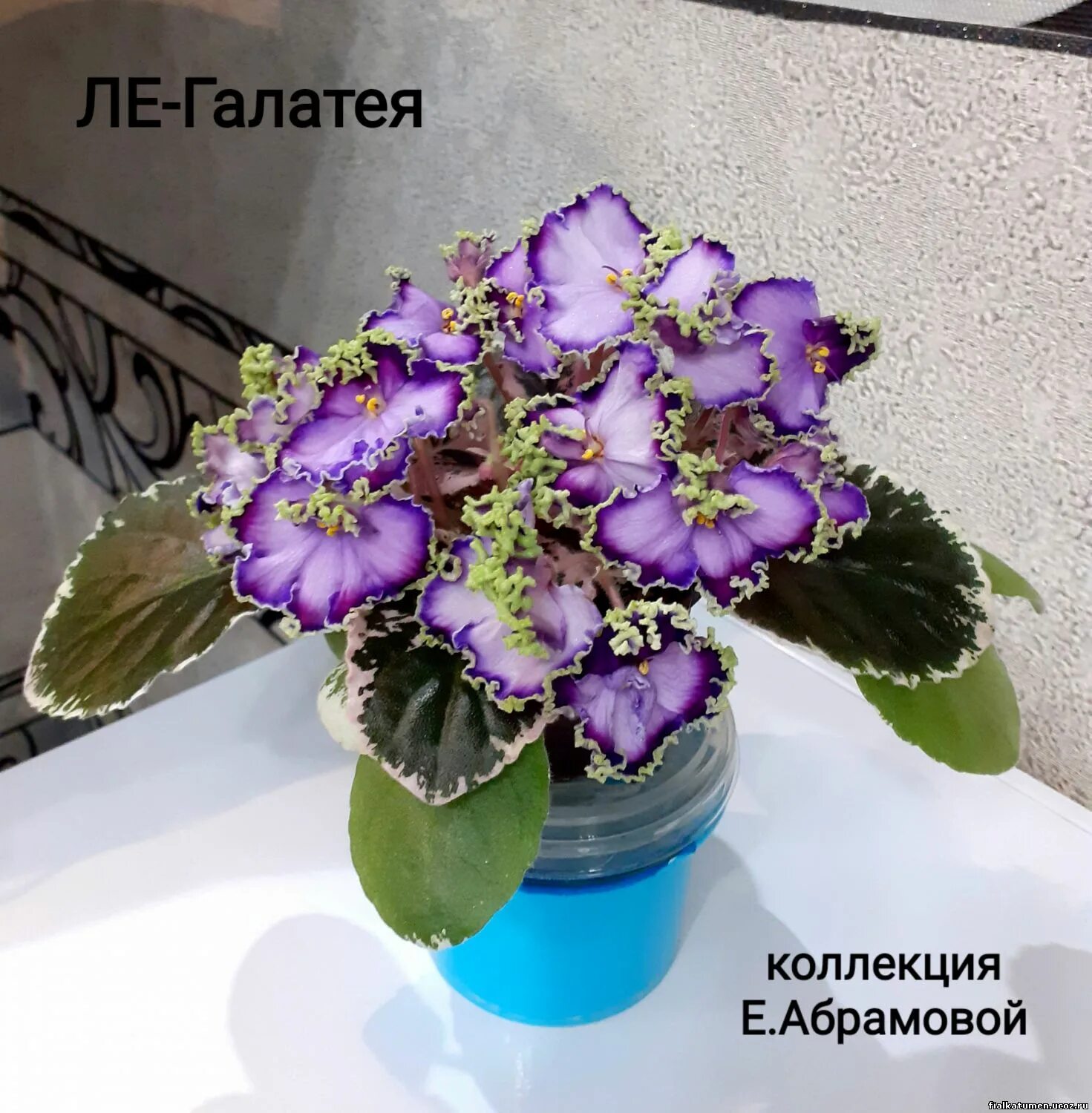 Фиалка ле галина фото и описание Жизнь на подоконнике Фиалка ЛЕ Галатея Дзен