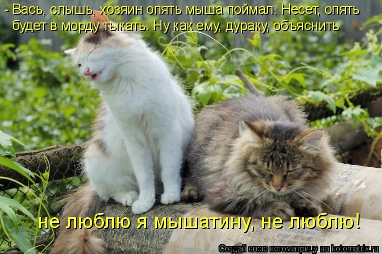 тыкать в морду своим выменем. тыкать в морду своим выменем.