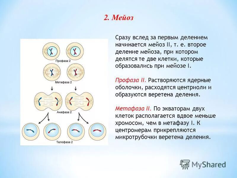 Гаметогенез тест 10