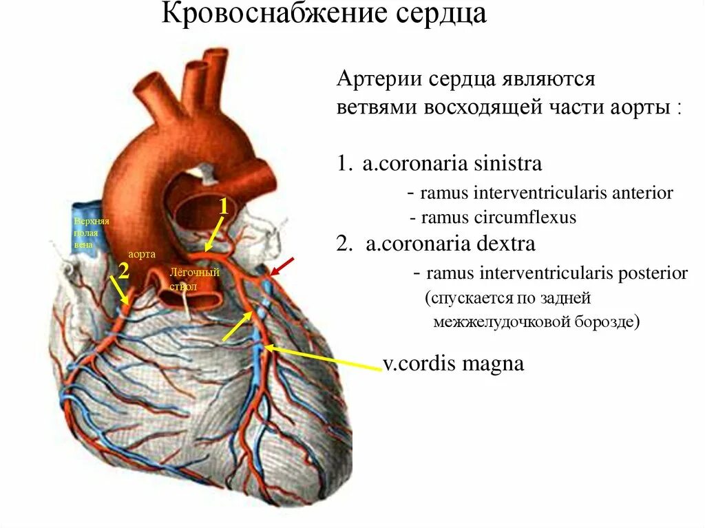 Венечные артерии сердца анатомия. Сердце кровообращение топографическая анатомия. Анатомия сосудов сердца атлас. Кровоснабжение сердца топографическая анатомия.