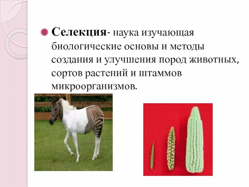 Созданием новых пород и сортов занимается. Селекция это в биологии. селекция животных. селекция растений и животных. выведения новых пород животных растений.