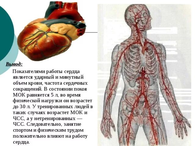 У нетренированных людей после физической работы. Работа сердца вывод. Сердце при физической нагрузке. ЧСС У тренированных и нетренированных людей. Сердце во время физических нагрузок.