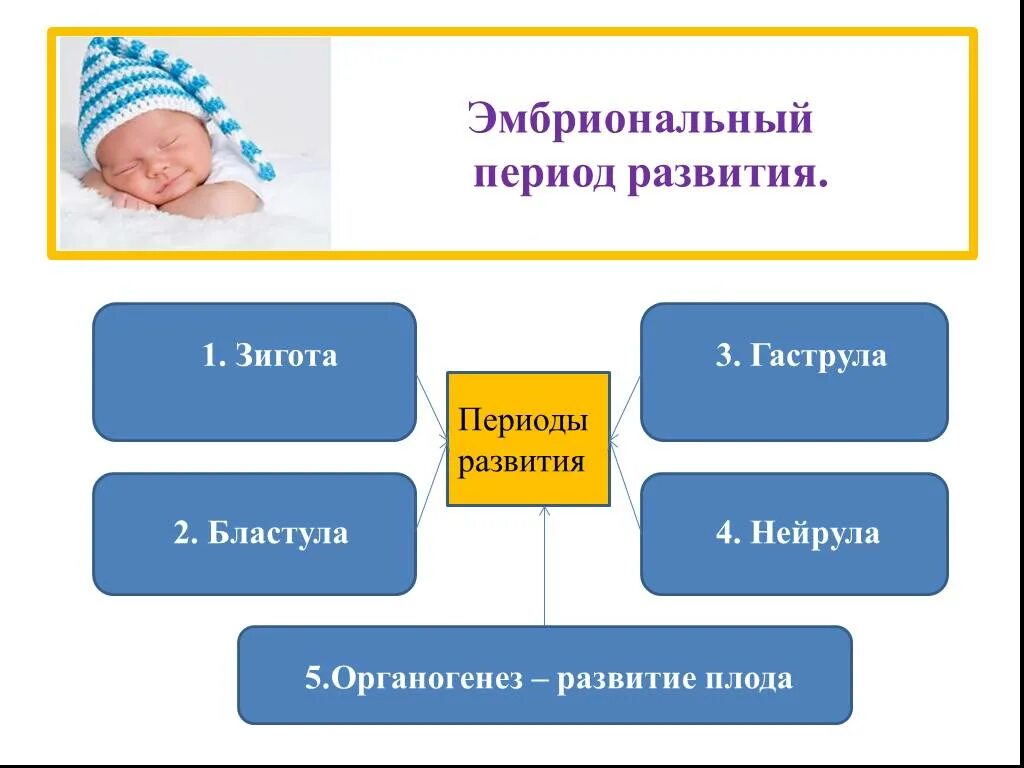 Онтогенез эмбриональное постэмбриональное. Эмбриональный период развития. Индивидуальное развитие эмбриональный период. Эмбриональный период развития это период. Индивидуально развитие период.