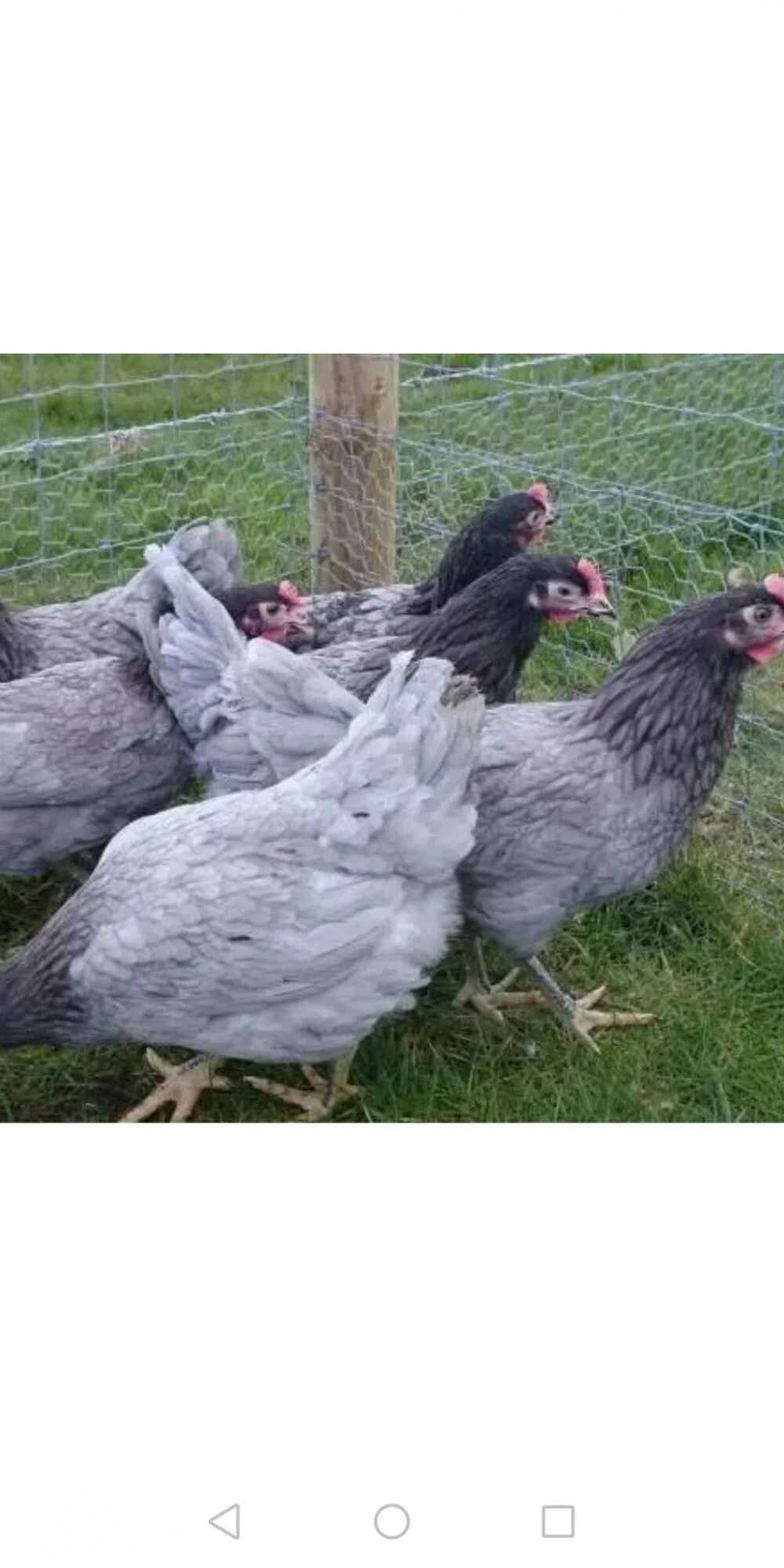 Гнёзда в курятнике для кур. В каком возрасте несутся куры несушки. Курица несется. Цветные несушки. Рацион питания для кур несушек доминант.