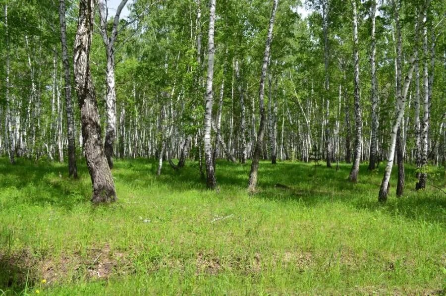 Бобровка сузун. Сузунский район новосибирской области. Обь сузунский район. Село бобровка сузунский район. Бобровка сузунский район новосибирская область.