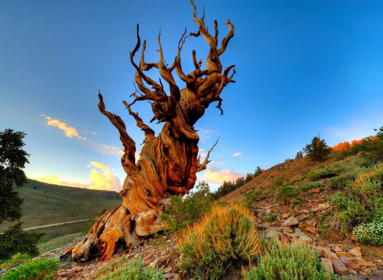 Калифорния. Калифорния. Сосна мафусаил сша. Какие деревья возрастом более 1000 лет. Сосна остистая межгорная.