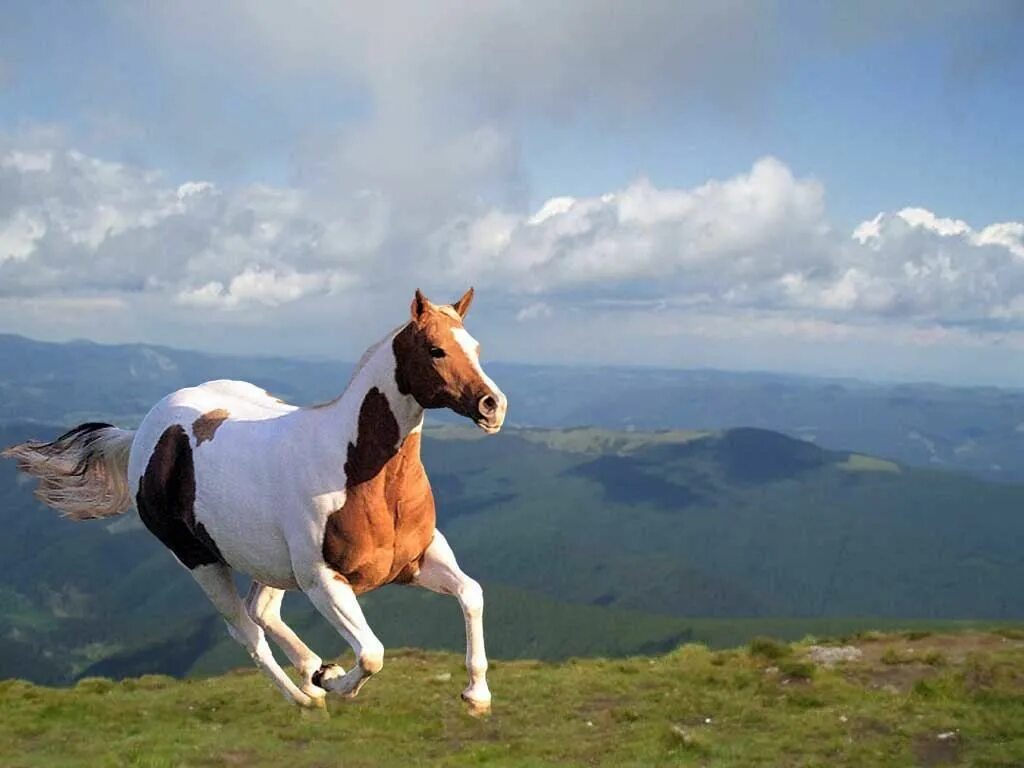 Лошади. Лошади в горах. Лошади на фоне гор. Самые красивые лошади.