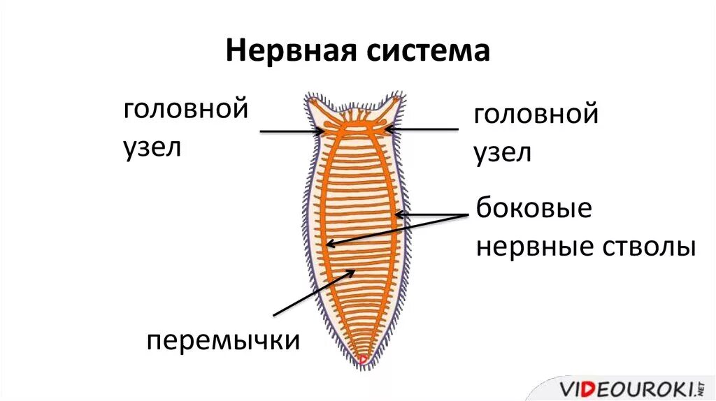 Схема нервной системы плоских червей. Строение нервной системы плоских червей. Тип нервной системы у плоских червей. Нервная система плоских червей