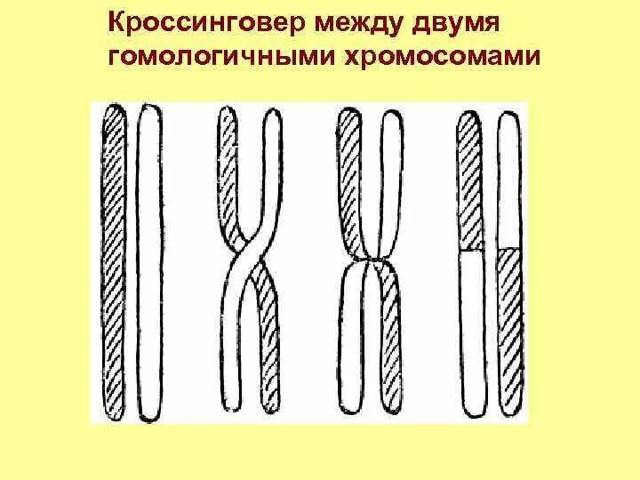 Взаимный обмен участками гомологичных хромосом называется. Кроссинговер. Схема кроссинговера. Кроссинговер гомологичных хромосом. Между гомологичными хромосомами происходит кроссинговер.