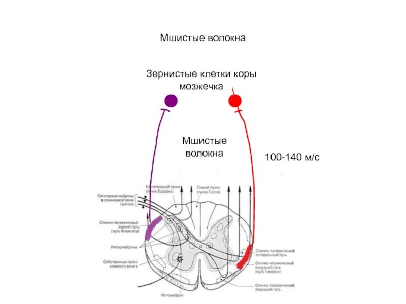 Волокна коры. Строение лубяных волокон льна. Понятие цитоархитектоника и миелоархитектоника. Волокна коры. Моховидные волокна мозжечка гистология.