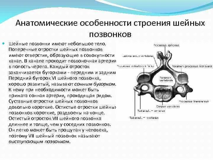 Особенности шейных позвонков птиц. Поперечный отросток 2 го шейного позвонка. Сонный бугорок 4 шейного позвонка. Четвертый шейный позвонок строение. Особенности строения шейных позвонков.