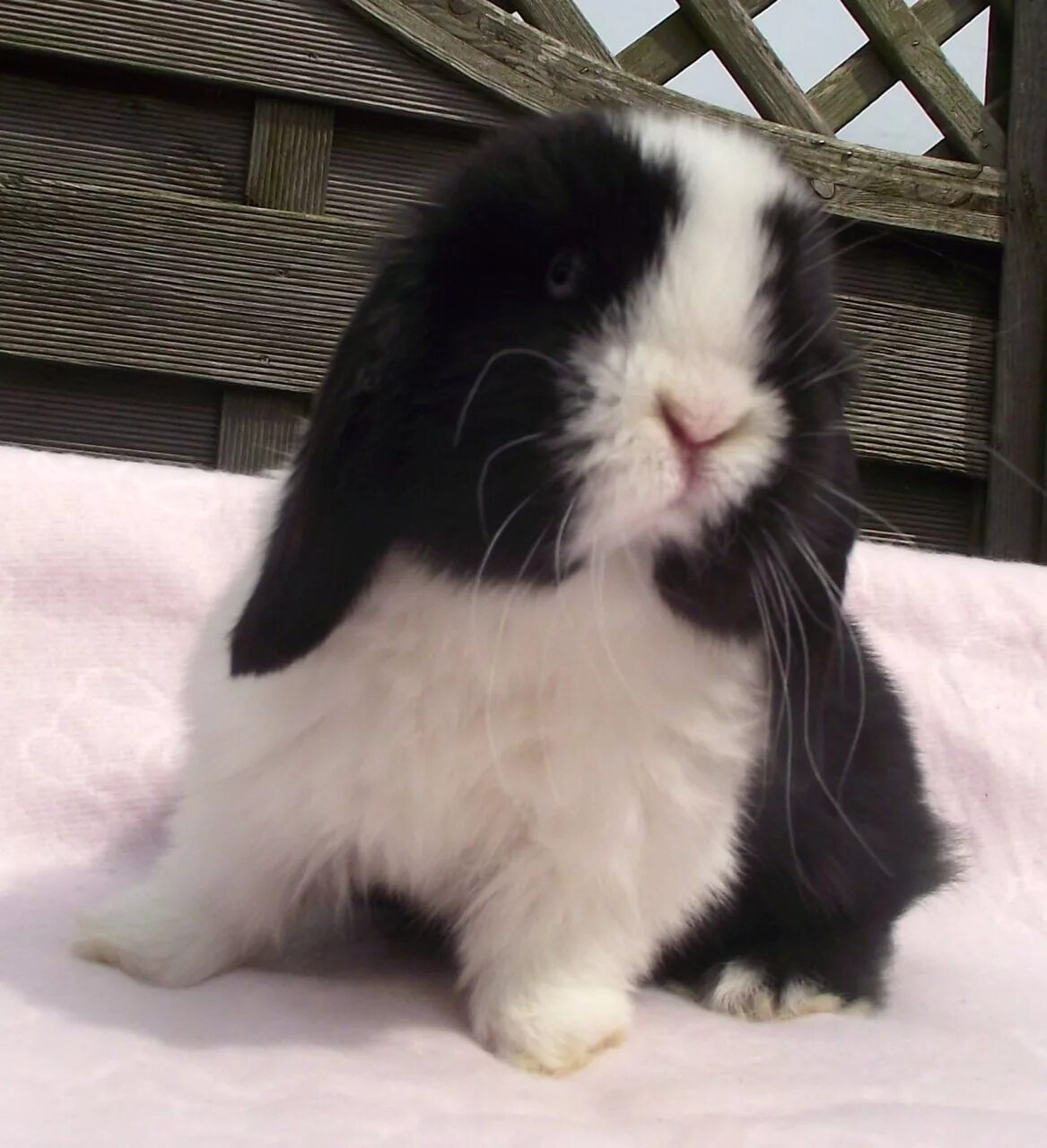 Вислоухий кролик Минилоп. Кролик вислоухий баран Минилоп. Mini lop кролик. Miniature lop кролик. Минилоп кролик купить