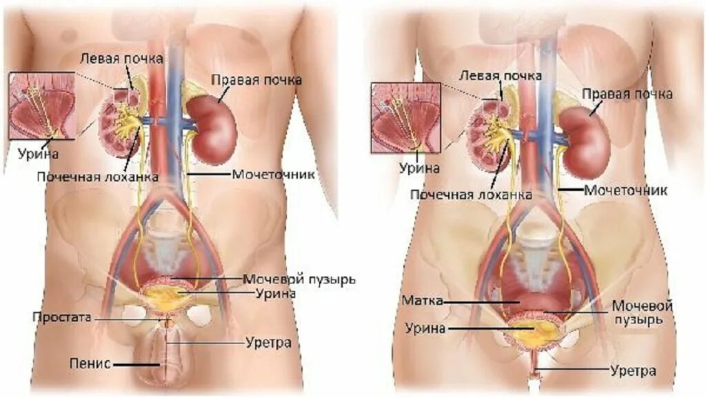 Мочевой у мужчины расположение. Мочевой пузырь анатомия расположение. Строение матки и мочевого пузыря. Анатомия матка и мочевой пузырь. Матка и мочевой пузырь расположение у женщин.