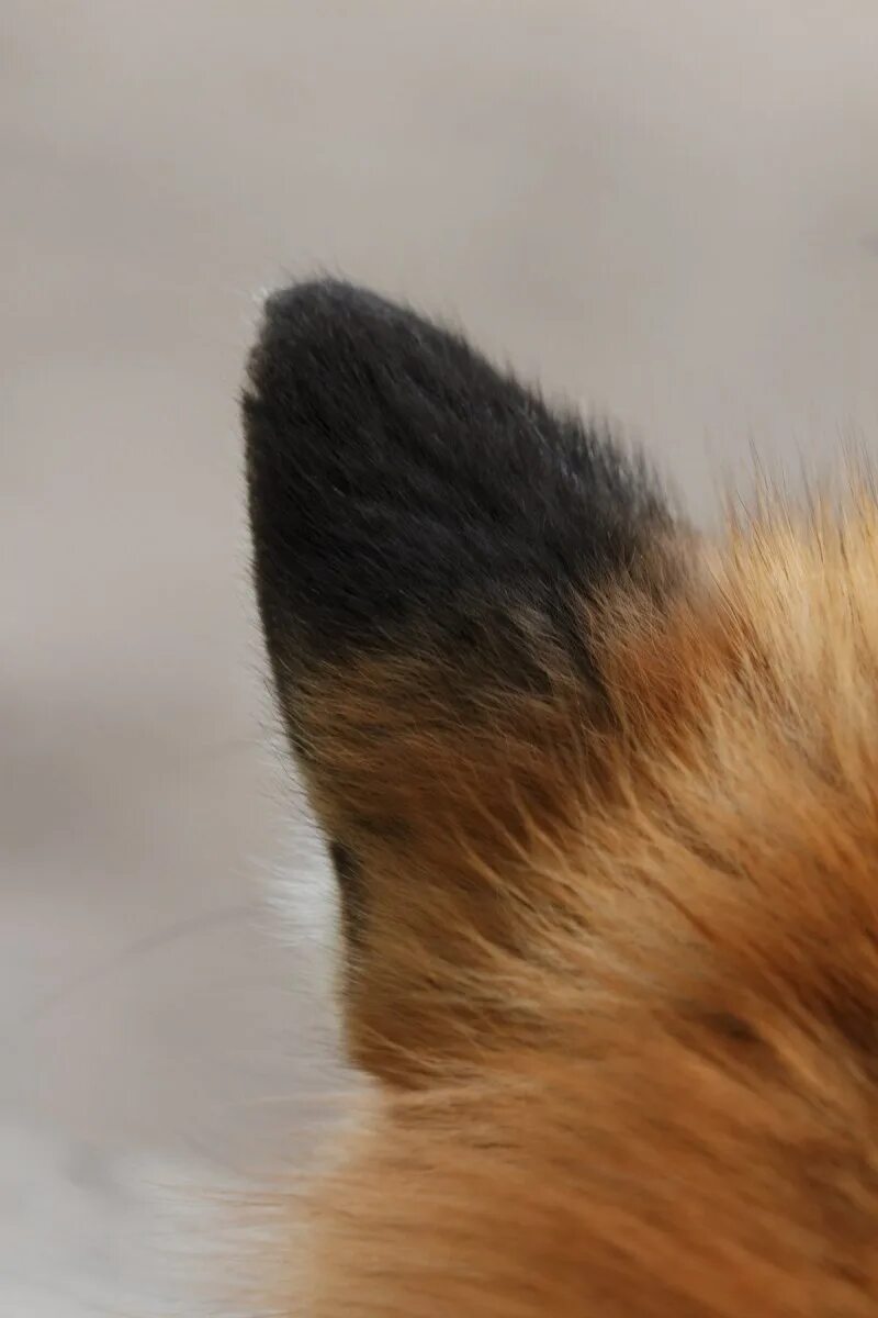 Кот поджал уши. Кот поджал уши. Прижать уши к голове без операции. Уши эльфа. Слух лошади.