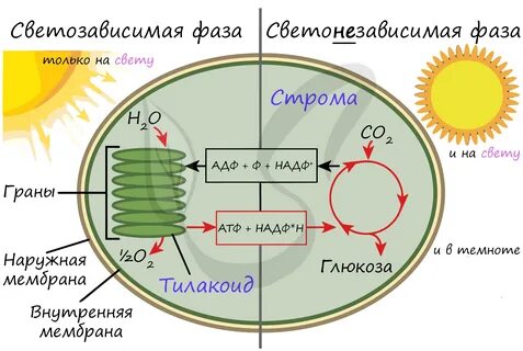 Восстановление углекислого газа и синтез атф