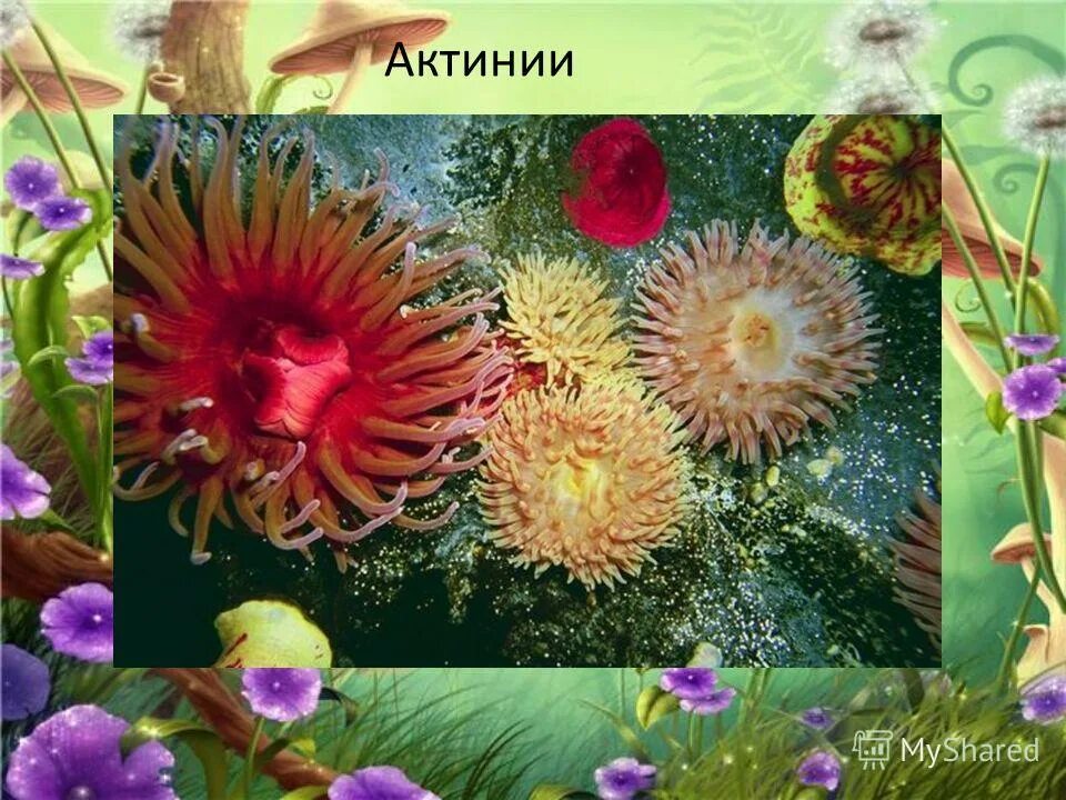 Майано актиния. Случай с евсейкой 3 класс презентация. Актиния паразит или нет. Актиния рот. Актинии что это 3 класс литературное чтение.