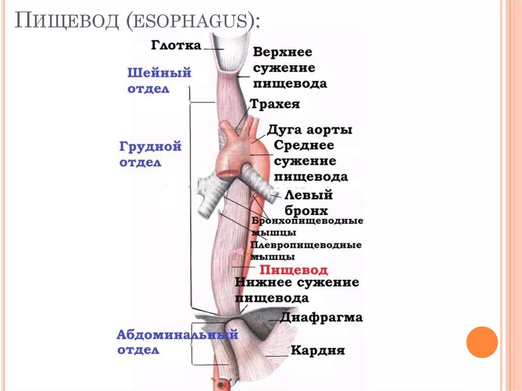 Синтопия пищевода. Схема строения пищевода сужения. Анатомические сужения пищевода анатомия. Синтопия пищевода анатомия. Грудной отдел пищевода топографическая анатомия.