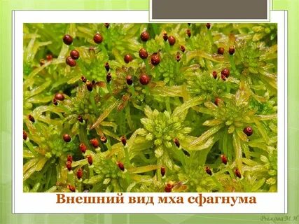 Спорофит мхов представлен ответ