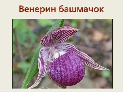 Почему венерин башмачок