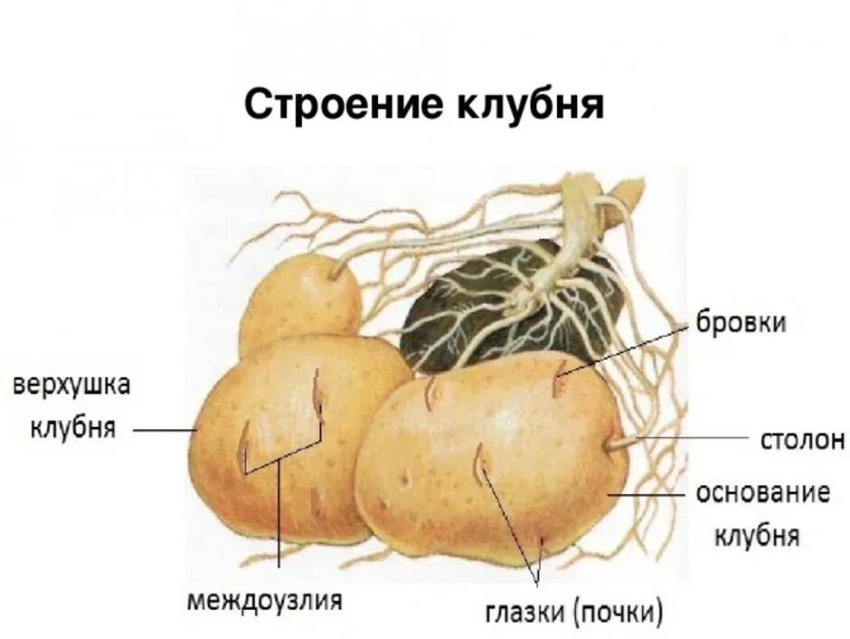 Строение клубня картофеля. Клубеньартофелястроение. Внешнее строение клубня картофеля. Внешнее строение клубня картофеля рисунок. У картофеля образуются укороченные подземные побеги округлой