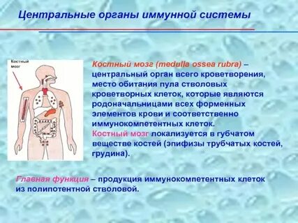 Кроветворную функцию выполняет красный костный