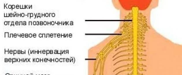 Что пить при межреберной невралгии. Что пить при межреберной невралгии