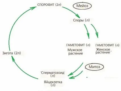 Жизненный цикл низших растений