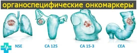 Онкомаркер 16. Органоспецифические онкомаркеры. онкомаркеры для женщин. онкомаркеры печени. nse онкомаркер.