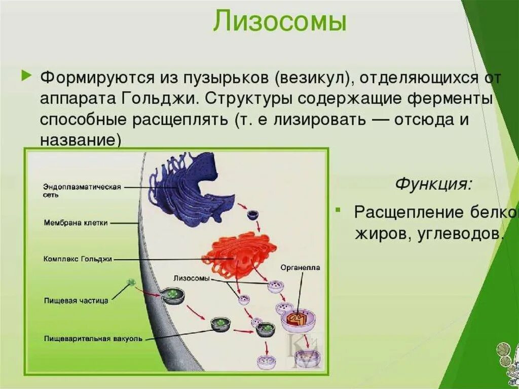 Лизосомы расщепление белков