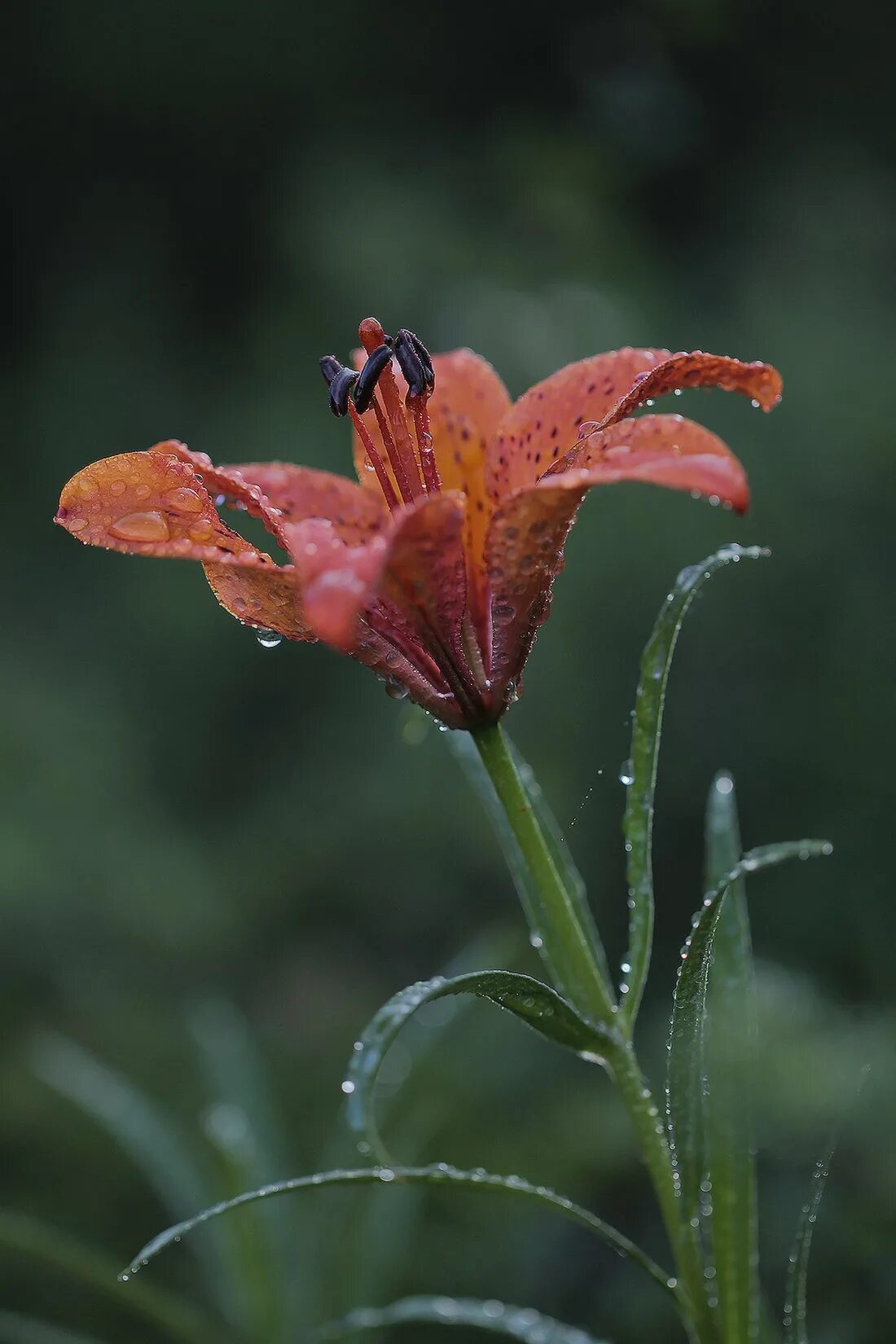 Free Images : nature, leaf, flower, botany, flora, wildflower, flowers, shrub, d