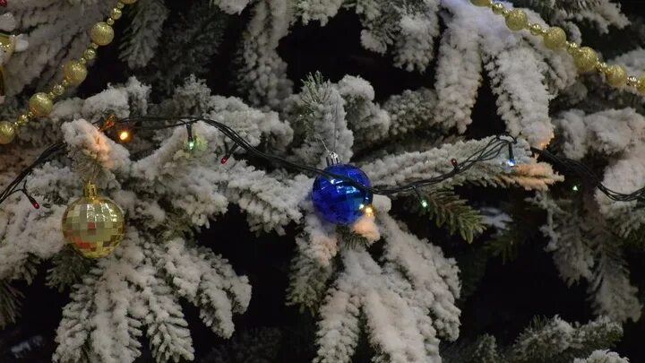 Пункт приема елок елочный круговорот. Елочный круговорот 2024. Елочный круговорот 2022. Елочный круговорот 2024. Елочный круговорот тинао.