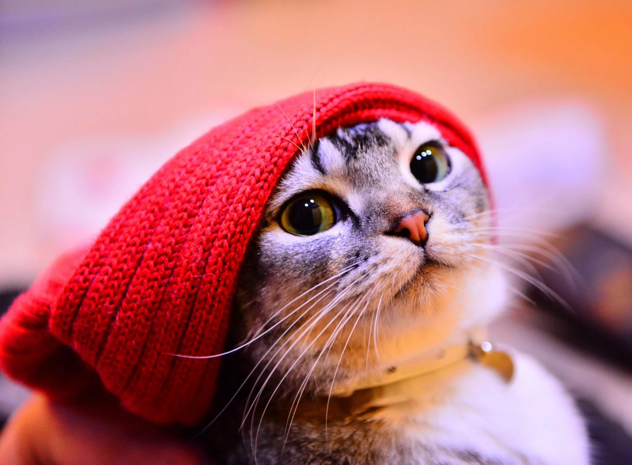 16 Cats & Kittens Looking Cute in Hats Cuteness Cute cats, Cats and kittens, Dog