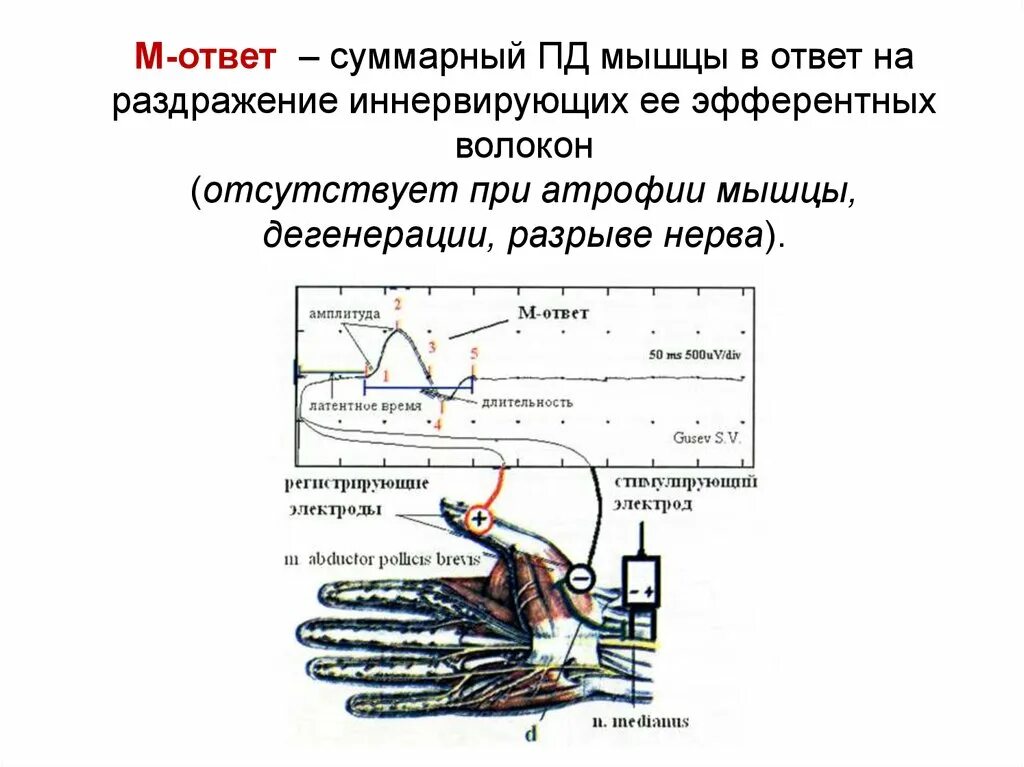 Раздражение иннервирующего нерва. Раздражение мышцы. Суммарный потенциал нерва. Функциональное исследование нервно-мышечного аппарата.