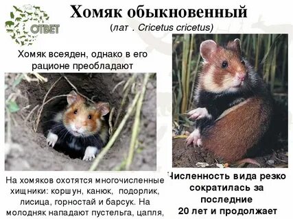 Что такое листинг в хомяке простыми