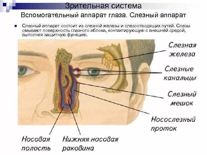 Какую функцию выполняет слезная железа